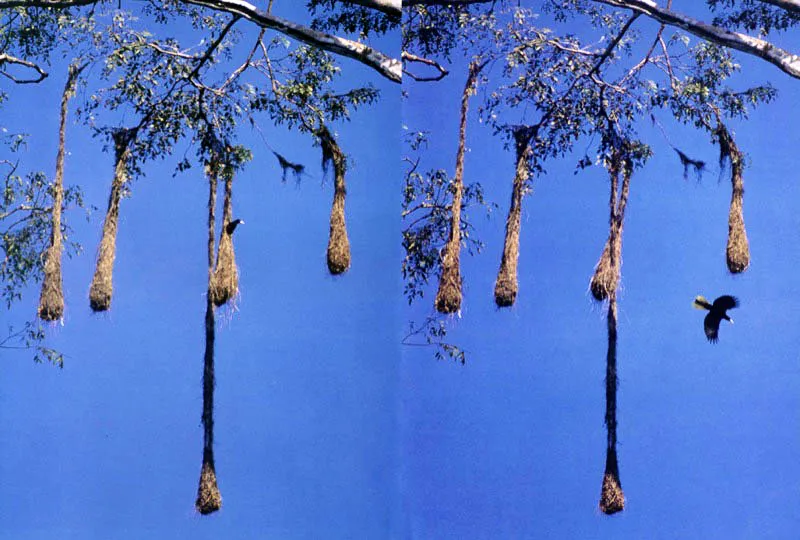 Hábiles tejedores de nidos colgantes, las oropéndolas o pájaros mochileros desafían a sus enemigos naturales, con una construcción
suspendida que limita vertiginosamente las posibilidades
de ataque en las selvas del Huila. Aldo Brando