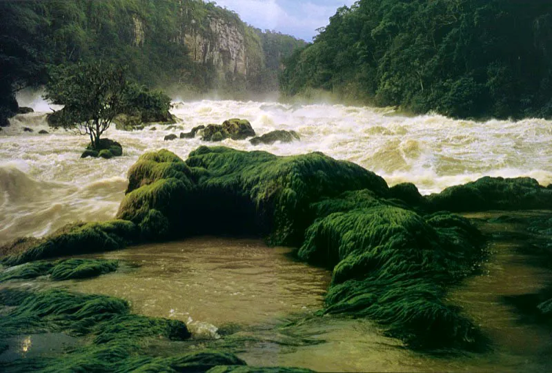 Plantas acuáticas crecen como
melenas, al estar favorecidas por la oxigenación de
las aguas, con los raudales del cañón de Araracuara en el río Caquetá. Aldo Brando