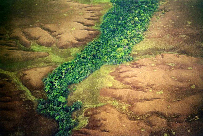 Bordeando un curso de agua que sobrevive gracias a la vegetacin, el bosque de galera aparece como un oasis 
en las sabanas del Orinoco.  Aldo Brando