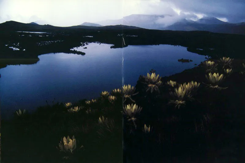 Hojas
como abrigos de terciopelo dorado
protegen a los frailejones del frío intenso, mientras
en la penumbra de la laguna verde su corona parece
irradiar la luz solar acumulada en el páramo de Guargua, Cundinamarca. Aldo Brando
