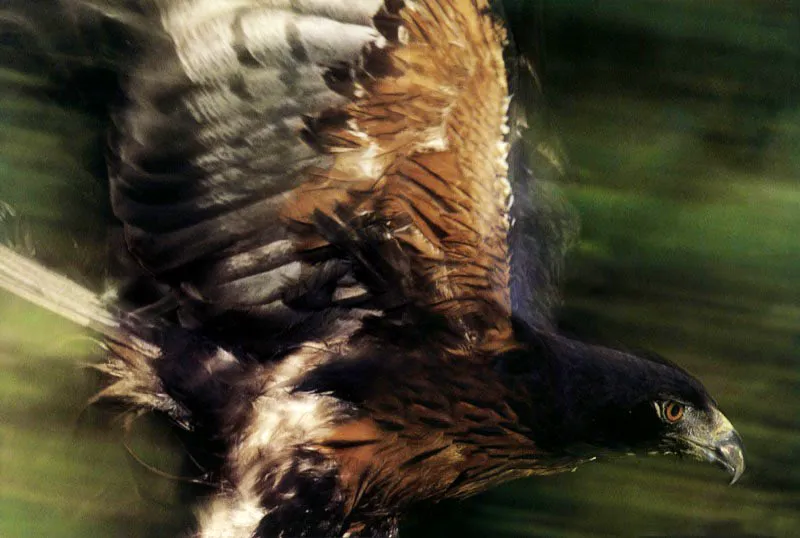 Con su copete retraído mientras vuela, en
un proceso de rehabilitación, el águila de montaña o guamán negro
penetra con su mirada rapaz los bosques del pie de monte andino en los Llanos. Aldo Brando