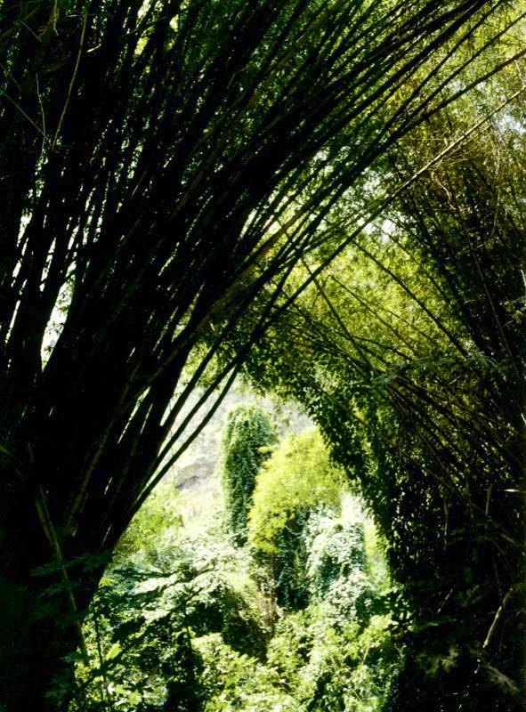 Vegetacin de clima medio en los cerros de la Cordillera Oriental, cerca a Cumanacoa. 