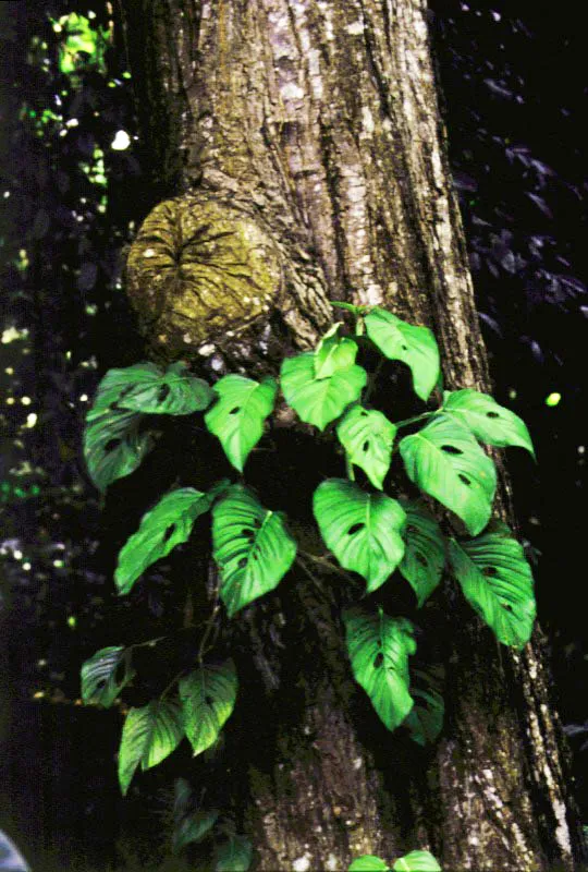 Arácea sobre tronco en la selva de Cocomato.