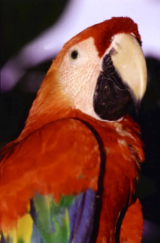 Guacamaya del Orinoco.