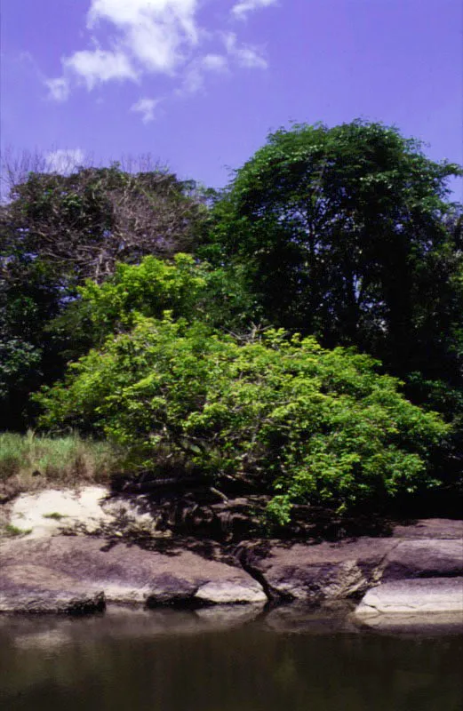 Riberas del río Orinoco cerca al raudal Mesetas.