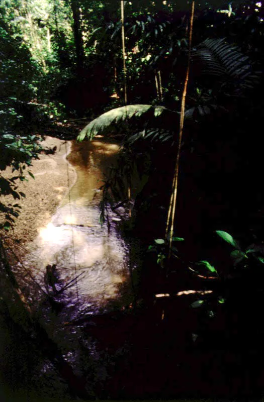 Paisaje selvático en los alrededores de la Cueva del Guácharo.