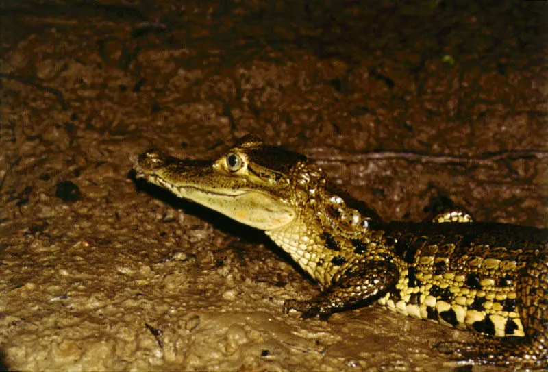 Los Crocodilus acutus y los Crocodilus bava acompaaron a Humboldt durante su viaje, desde su desembarco hasta las fuentes del ro Orinoco. 