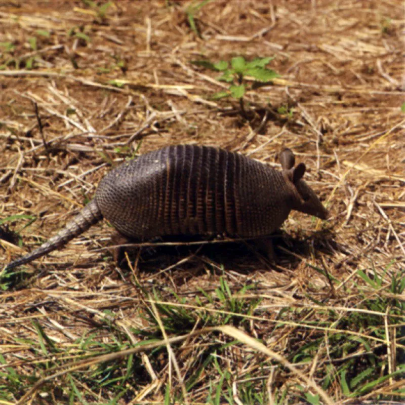 Armadillo o Cachicamo. Mamífero desdentado originario de la América meridional que mide entre 30 y 50 cm y está protegido por un caparazón.