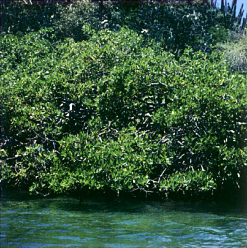 Manglares costeros cerca de Cumaná. Cerca de la desembocadura del río Manzanares, los manglares Rizophora sp. parecen caminar sobre las aguas apoyados en largas raíces que semejan patas de araña. La primera planta que recogió Humboldt en suelo americano fue un mangle Avicennia tomentosa.