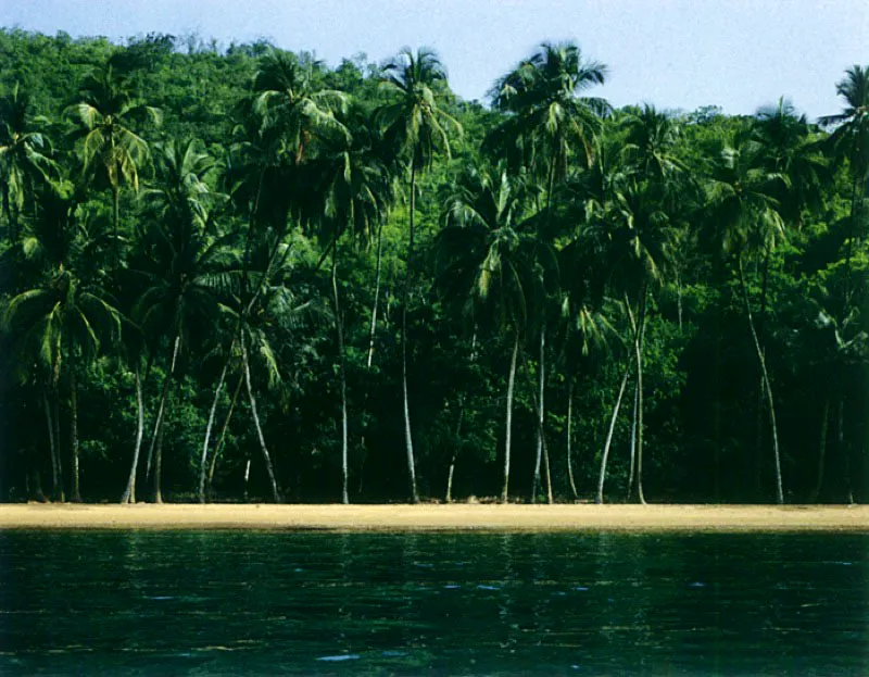 Cocoteros caribeños
La visión de los cocoteros maravilló a los naturalistas mientras esperaban la visita de los oficiales del puerto que debían autorizar su desembarque. Lo mismo sucedió con las fortificaciones que los españoles habían construido en las principales ciudades costeras del Nuevo Reino de Granada, para protegerlas del asedio de los portugueses y de los corsarios ingleses.
