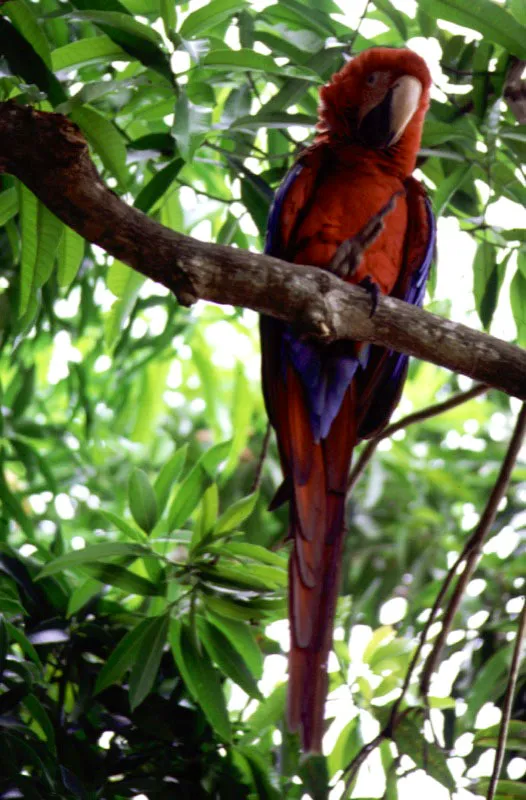 Las guacamayas Ara macao que conjugan el colorido y la alegre algarabía del trópico suramericano.