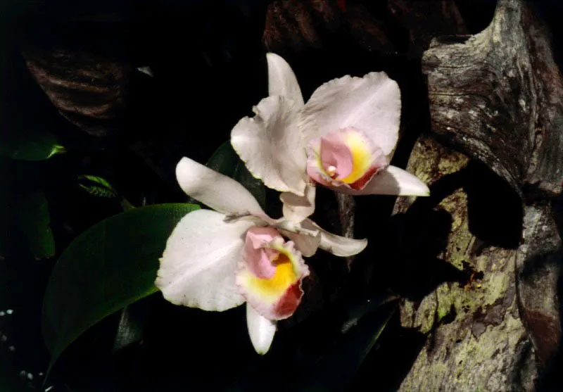 Orqudeas de la selva subtropical .  La mayor parte de las orqudeas de la selva crecen sobre los troncos de los rboles, compartiendo su espacio vital con los musgos y los quiches. 