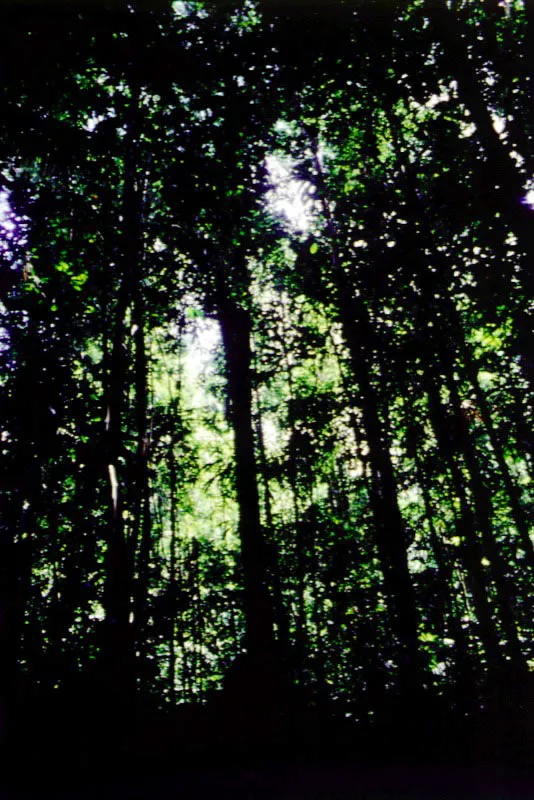 Paraje de la selva tropical 

En el interior de las selvas, las hojas traslcidas que parecen vitrales de una catedral, tejen una especie de bveda que lo cubre todo de penumbra. 