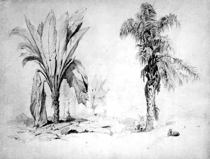 Estudio de un banano y una palmera
Ferdinand Bellerman, 1844 
Dibujo sobre cartn 
35 x 25.6 cm
Museos Estatales de Berln. 