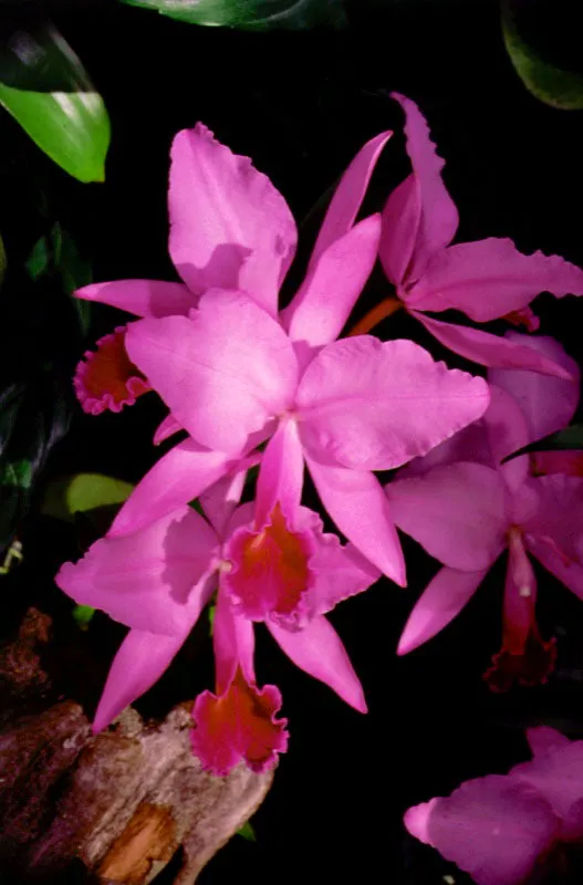 Orquídea Cattleya trianae.