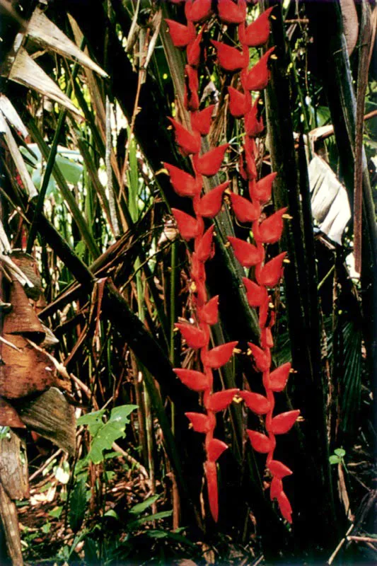 Heliconias silvestres
Las heliconias son muy abundantes en el interior de los parajes más húmedos de la selva. Sus flores, de tamaño desmesurado, compiten con el esplendor de las guacamayas.