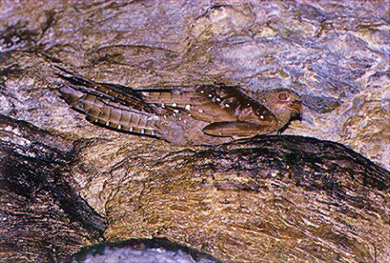 Gucharo en su cueva durante el da. 