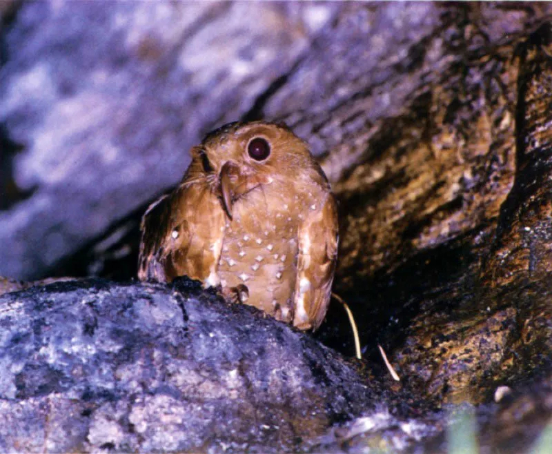 Los gucharos Steatornis caripensis permanecen en cuevas durante el da y salen en la noche en busca de frutos de palma y de laurel. Humboldt fue el primer naturalista en determinar esta misteriosa ave dentro de la taxonoma de Linneo.  