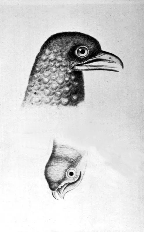 Guácharo
Dibujo de Alexander von Humboldt, 1799
Los indios y los religiosos cazaban grandes cantidades de polluelos de guácharos Steatornis caripensis para obtener un aceite de gran calidad que utilizaban tanto para el alumbrado como para la cocción de alimentos.