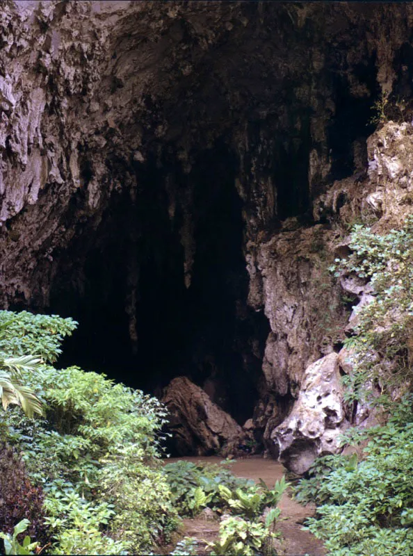 Cueva del Guácharo.
La Cueva del Guácharo, declarada Parque Nacional, alberga la colonia más grande del mundo de guácharos Steatornis caripensis.