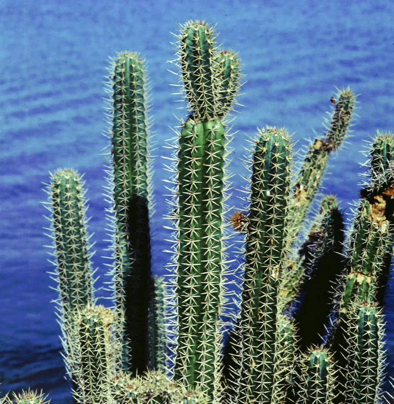 Cactus de la Isla Margarita. 