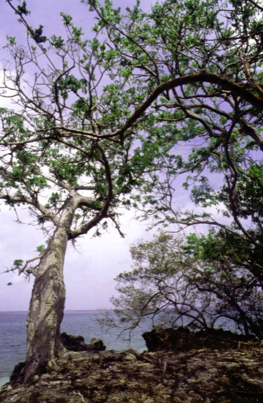 Paisaje en la Isla de Margarita. 