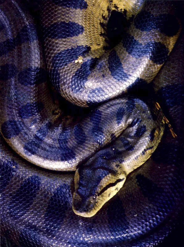 Anaconda
Las anacondas Eunectes marinus, que encontró Humboldt en la laguna de Putucual, son las serpientes más grandes del mundo, tan pesadas y voluminosas que pasan la mayor parte del tiempo en el agua ocultas entre la vegetación, acechando a los chigüiros, a los venados, a las babas con que se alimentan.... o haciendo su digestión, que tarda varias semanas.