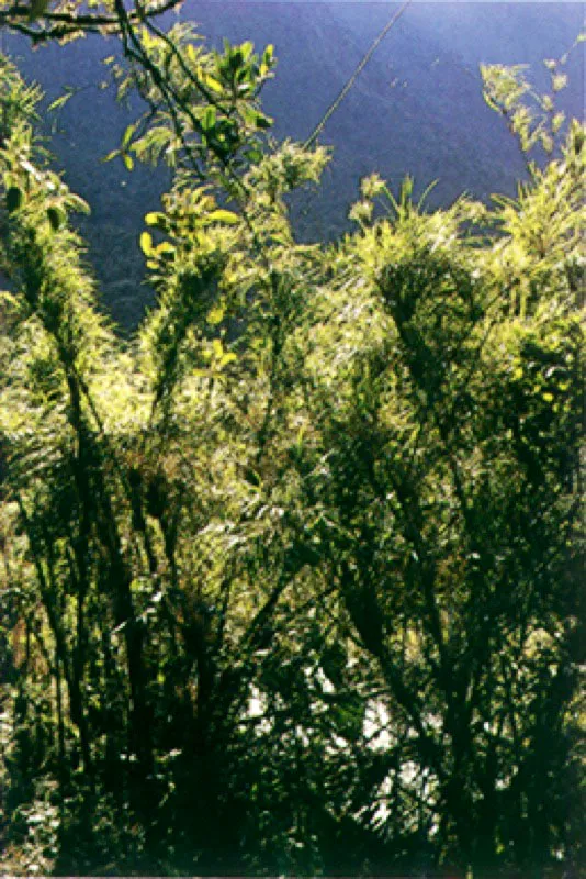 Matas de chusque
El chusque que vio el naturalista en el ascenso a La Silla de Caracas, lo seguiría encontrando en el camino a Valencia y en los ascensos en los Andes de la Nueva Granada.