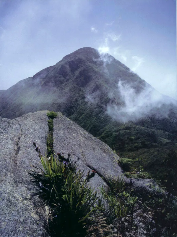 La Silla de Caracas
Tanto en el ascenso que realizó, como cuando emprendió el camino de Carapa, el enorme domo de La Silla ofreció una generosa vista al paso del naturalista alemán. El color gris de la roca, que contrasta con el verde homogéneo de la vegetación circundante, la distingue de las montañas de los alrededores.