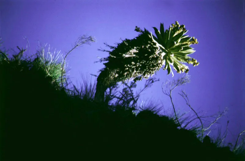 Frailejón en el Páramo de Rosas
En las altas montañas, en donde nacen los ríos cordilleranos, se encuentran los valles de origen glacial poblados de frailejones, musgos y líquenes. En los amontanamientos de piedras y barro se llegan a formar en muchos casos lagunas de aguas claras.