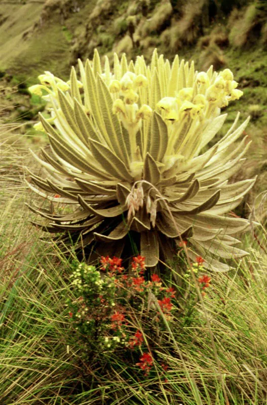 Frailejón, Espeletia grandiflora
Los Andes venezolanos, resultado de la bifurcación de la Cordillera Oriental de Colombia en dos ramales: la serranía de Perijá y la Cordillera de Mérida, no pudieron ser recorridos por Humboldt como habría sido su deseo pues su objetivo era otro: la unión del Orinoco con el Amazonas a través del Río Negro y el brazo del Casiquiare.