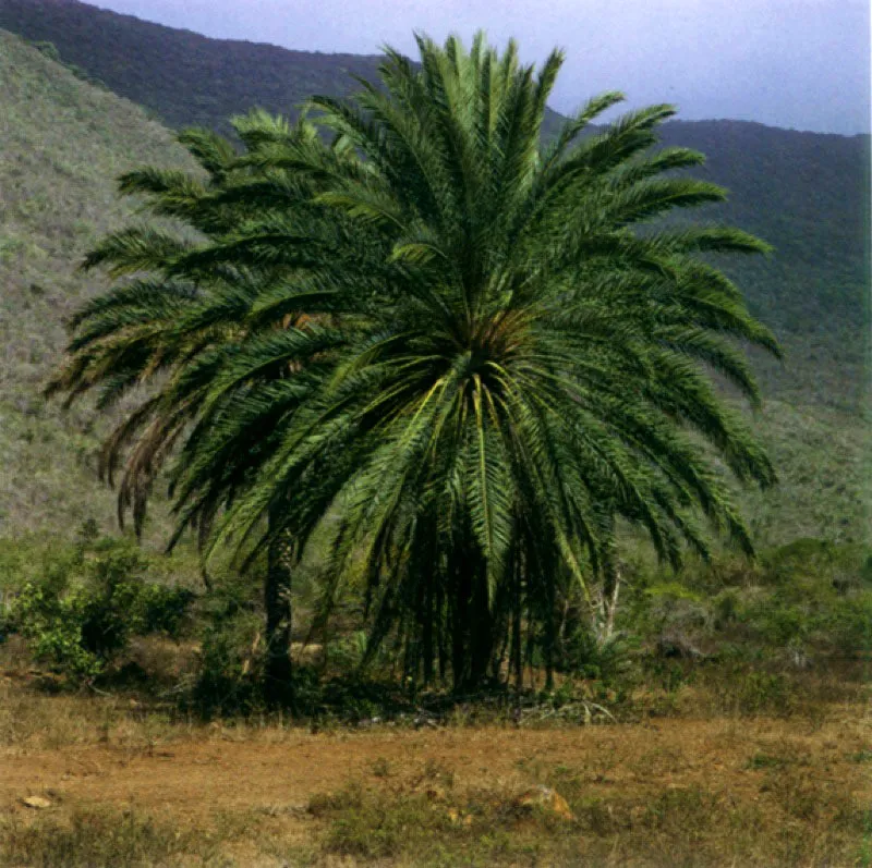 Palma de dátil en la región de La Vega.
Saliendo de Caracas y a su paso por La Vega, Humboldt experimentó el significado de la “hacienda” dentro de la vida colonial americana, con todo tipo de relaciones y realidades que se integraban en lsa capilla, los habitantes, los depósitos los repartimientos de los esclavos, las caballerizas, el trapiche y, en general, el el ámbito donde el amo no era solamente el propietario sino el patriarca de toda la comunidad.