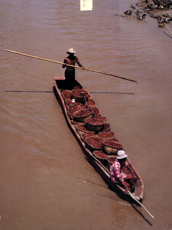 Transporte fluvial de cacao.

El chocolate, otro de los frutos que Amrica aport al mundo, se cultivaba cerca de Caracas, en las grandes haciendas. 