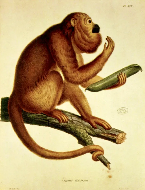 Simia ursina
Dibujo de Humboldt
Plancha de Zoología
Biblioteca del Museo de Historia Natural de París.