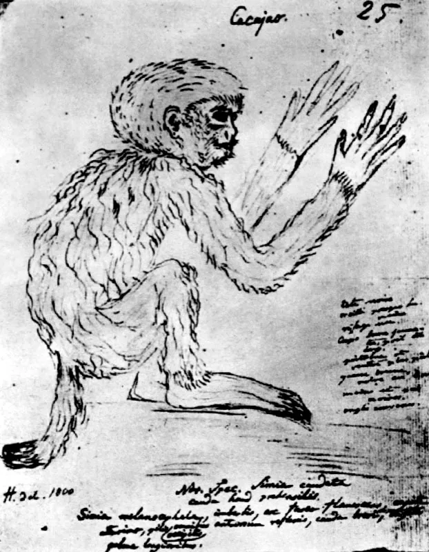 Mono del Llano.
Dibujo de Alexander von Humboldt.
