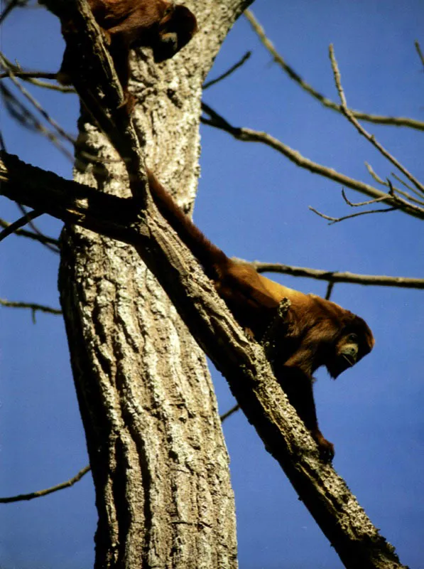Monos araguatos
Al amanecer y al final de la tarde, los monos araguatos Allouata seniculus producen una de las vocalizaciones más poderosas entre los animales; el resto del día lo pasan comiendo y descansando sobre las ramas de los árboles. Son bastante comunes en las matas de monte de las sabanas.