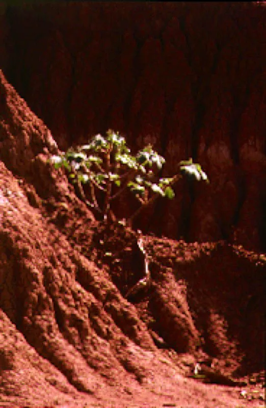 Sector semidesértico cercano a la Villa de Cura.
La deforestación y aridez que observa Humboldt a su paso por la Villa de Cura y zonas aledañas y la forma como los riachuelos se rezumaban entre las grietas del terreno, se explican por la formación de rocas volcánicas del Mesozoico, que hacen de ella una zona de inmensos contrastes. Desde entonces esta región de la Cordillera Central, una de las más intervenidas del país por el intenso uso de las tierras, ha mostrado el impacto de la erosión y de los agudos procesos de sedimentación de los valles.