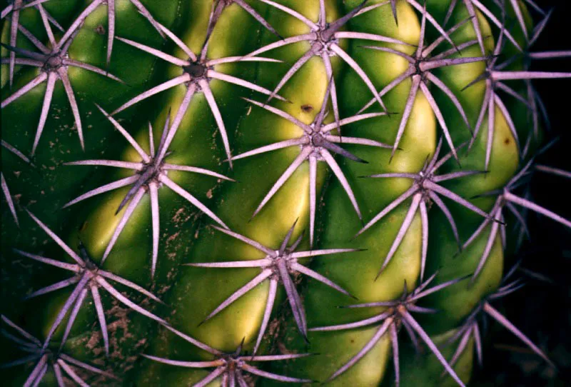 Cactus. 