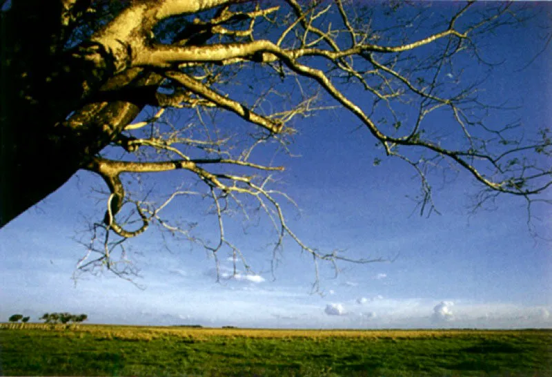 Paisaje llanero cerca a la desembocadura del ro Arauca. 

La visin de los Llanos del Orinoco puede ser sobrecogedora. Humboldt escribe que all todo parece inmvil y compara su opresiva monotona con la superficie del ocano. 