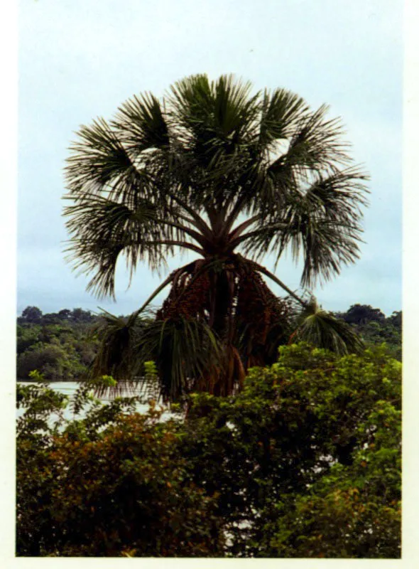 Palmera de abanico.
Las palmeras de abanico Mauritia sp. crecen sobre las sabanas anegadas del Orinoco, formando apretados conjuntos que reciben el nombre de morichales.