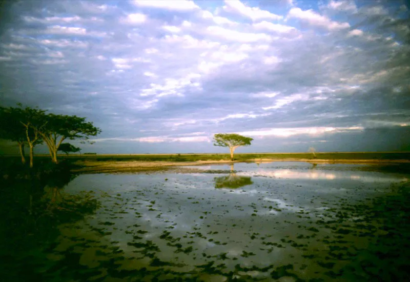 Paisaje de los Llanos Occidentales. 