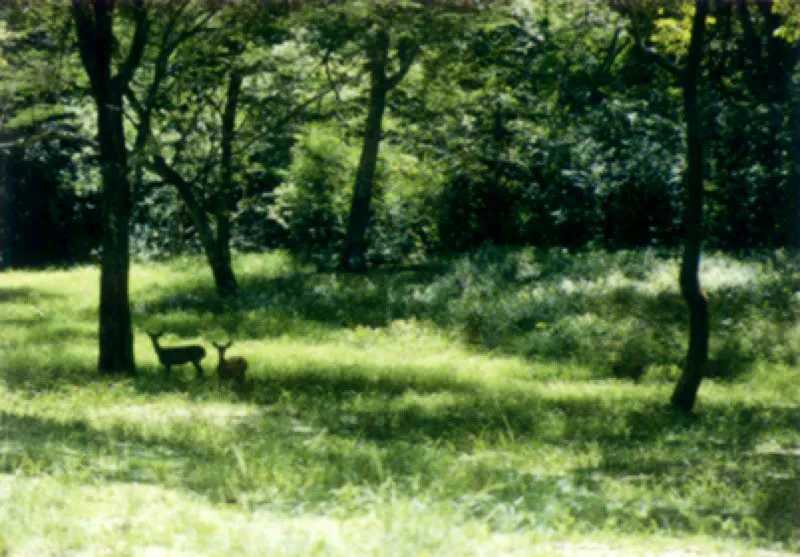 Venados en bosque de galería llanero.
Camino de Calabozo Humboldt avistó “corzos silvestres” que pastaban apaciblemente al lado del ganado. Se trataba en realidad de venados de cola blanca Odocoileus virginianus, que también se encuentran en los Andes.