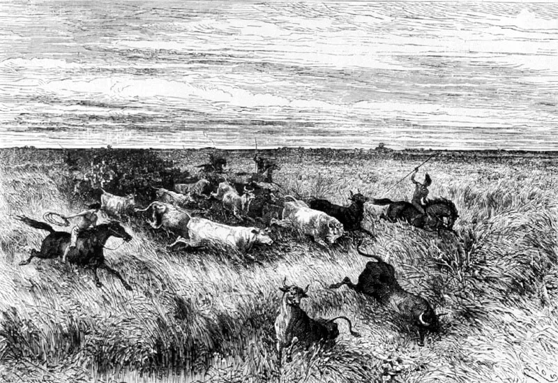 Una corrida de ganado en los Llanos
Dibujo de Riou
15.8 x 23.6 cm
Tomado de América Pintoresca M.E. André. Barcelona, 1884
Biblioteca Nacional, Bogotá.