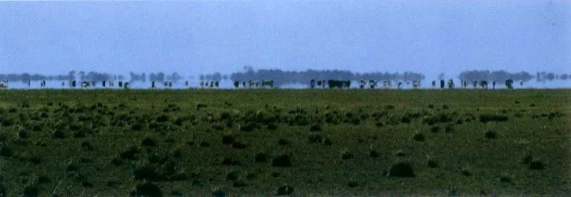 Las misiones introducan ganado en los Llanos del Orinoco y lo dejaban abandonado a su suerte, hasta el momento de cueriarlo. La vida en la sabana lo volva salvaje y resistente. 