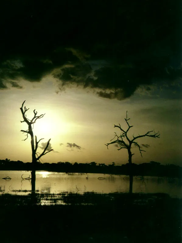 Atardecer en humedal llanero. 

Las sabanas ms deprimidas de la cuenca del Orinoco se cubren durante la temporada de lluvias con extensas lminas de agua, de tal manera que semejan un gran lago, sobre el cual asoman los troncos de los rboles y las hierbas ms altas. 