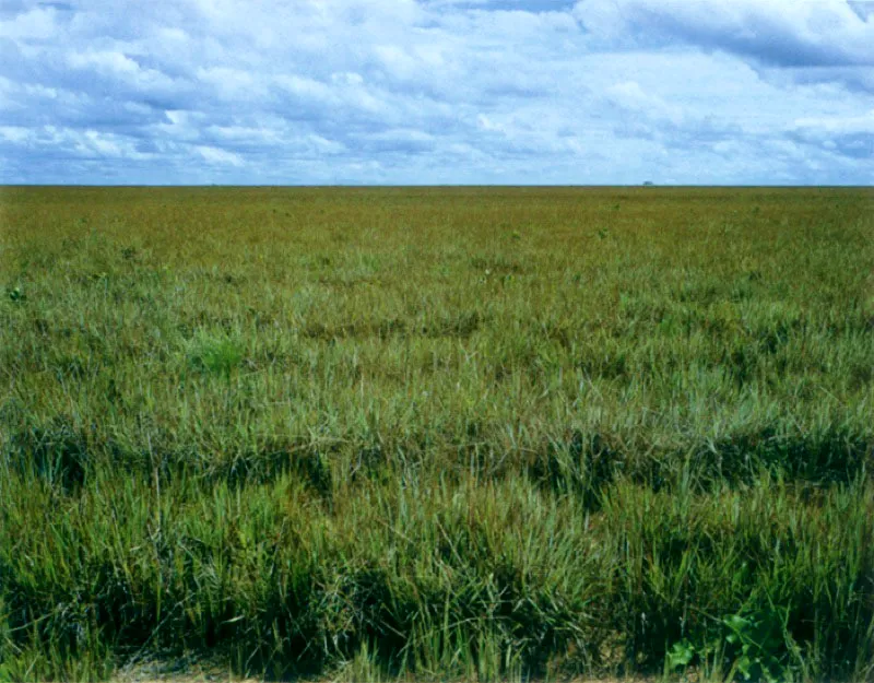 Sabana llanera.
En los lugares más elevados de las sabanas, tiene lugar un inmenso mar de hierbas, cuyo límite lo traza el horizonte o lo interrumpe, eventualmente, el corredor de árboles que orilla el curso de algún río.