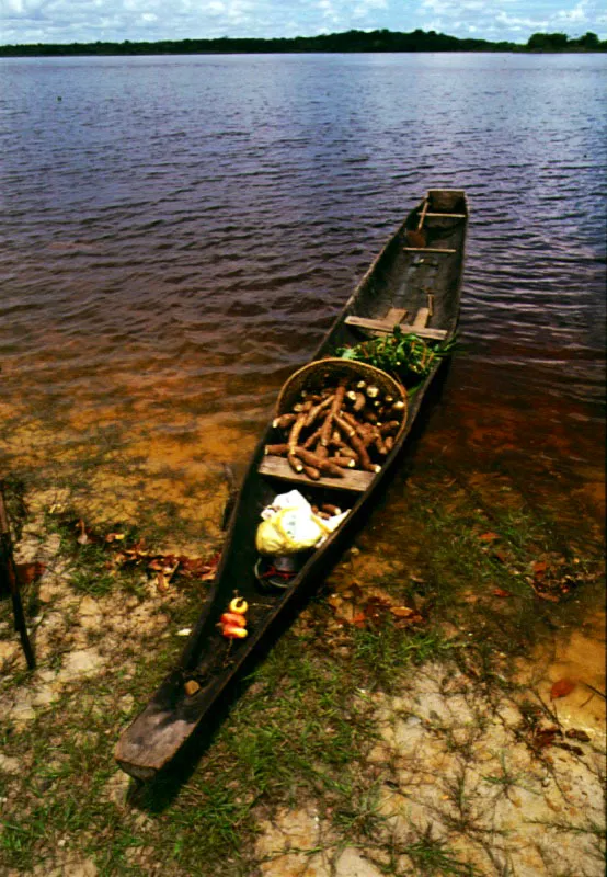 Canoa que transporta yuca brava en el río Orinoco.
La yuca brava Manihot esculenta es el tubérculo más cultivado en la región amazónica. Después de fermentarla, rallarla y exprimirle el ácido prúsico, que es tóxico, se preparan con ella la fariña y el casabe, que son las mayores fuentes de carbohidratos de los pueblos de la selva.
