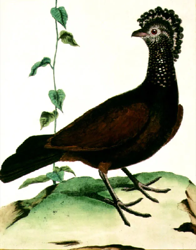 Paujil Grande. 
Martinet. 
Grabado iluminado
22.3 x 17.9 cm
Tomado de Histoire Naturelle des Oiseaux, G.L. Leclerc Conde de Buffon. Pars, 1771
Biblioteca Nacional, Bogot. 