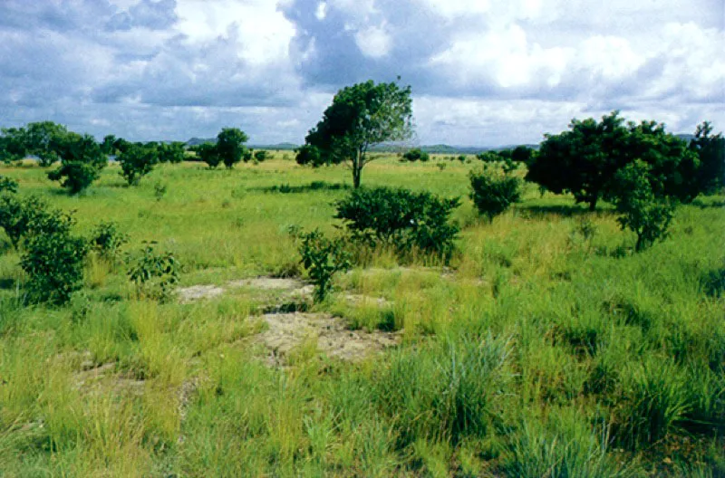 Sabanas de Apure. 