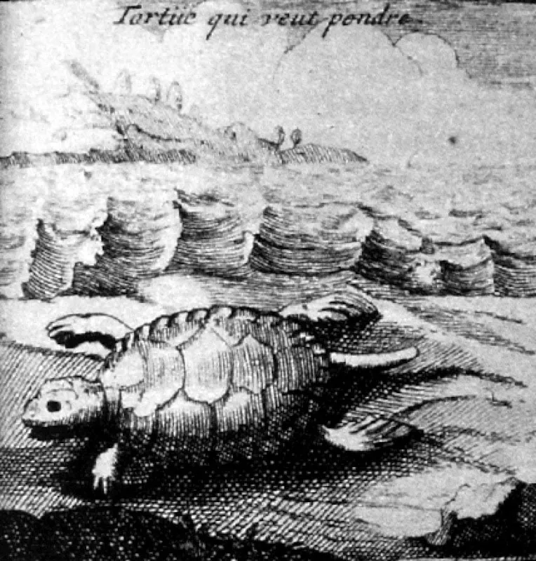 Tortuga.  
Jean Marie Baptiste. Grabado 
Tomado de La fauna de los territorios recorridos.
Biblioteca Nacional, Bogot. 